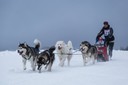 Schlittenhunderennen