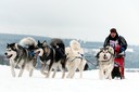 Schlittenhunderennen