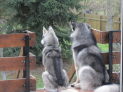 Alaskan Malamute