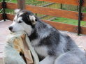 Alaskan Malamute