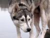 Husky Argon