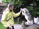 Siberian Husky